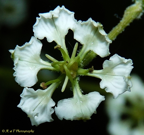 {Melanthium hybridum}